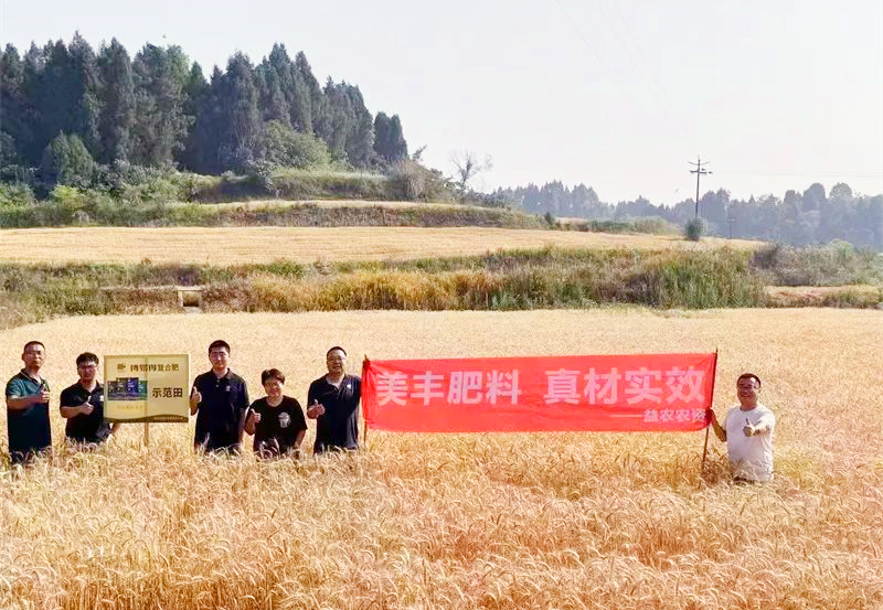 夏攻行动：美丰方案助力小麦增收
