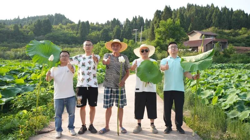 美丰“组合拳”打出莲藕好长势高产量